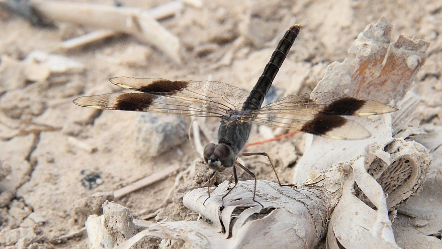 Brachythemis impartita (Northern Banded Groundling) male 2.JPG